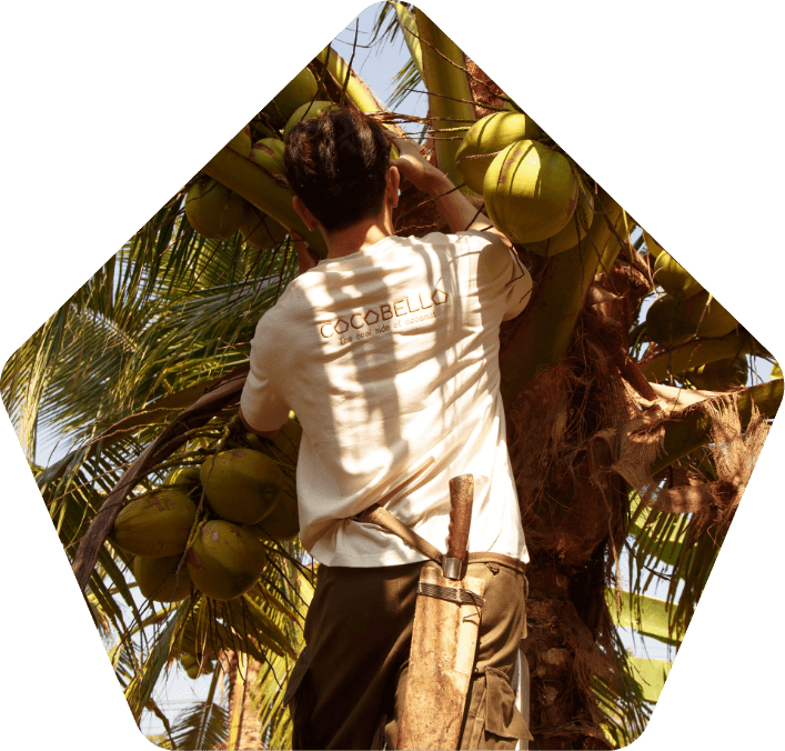 a man picking coconuts